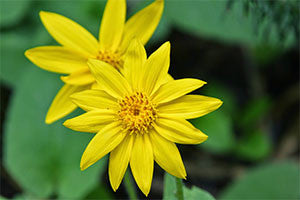 The benefits of using arnica in massage cream
